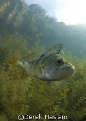 Perch. Capernwray. D200, 10.5mm. by Derek Haslam 